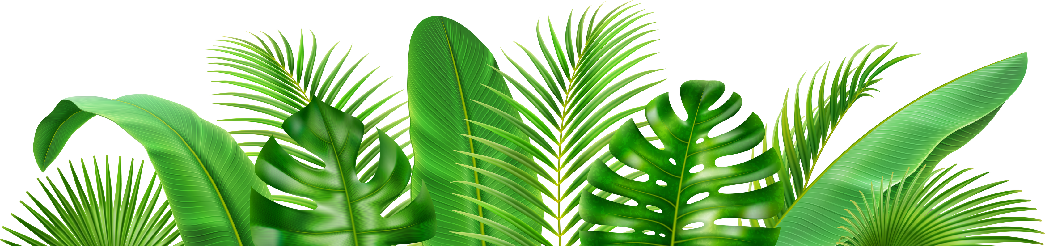 Frame Exotic Tropical Leaves